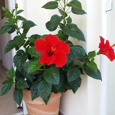 Anna -house Maria Manolaki, 2-βedrm